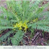 kretania zephyrinus host-plant a
